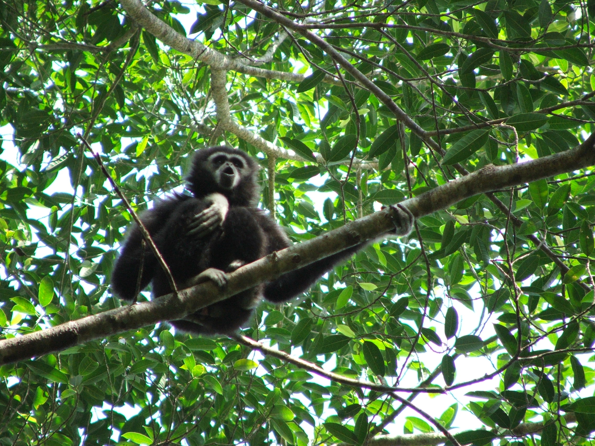 3-Khao yai-Lar gibbon (Ester Clarke).jpg