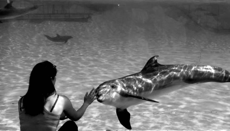 Charlotte dolphin.jpg