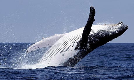 humpback whale.jpg