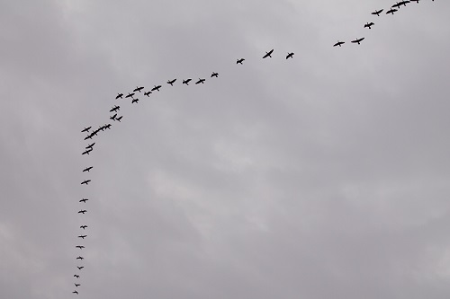 Oiseaux migrateurs.jpg