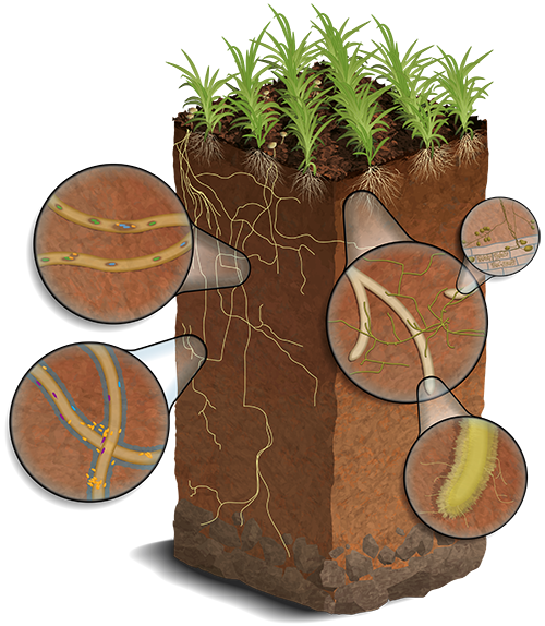 Soil_SFA_website_small.png