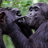 11aout2021_chimpanzee-grooming_1_Emilie_Genty_teaser.jpg