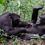11aout2021_chimpanzee-grooming_2_Emilie_Genty_teaser.jpg