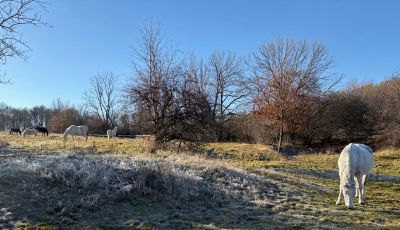 Dr-Lilla-Descriptive-Image