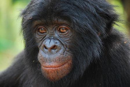 6-Portrait bonobo_Emilie Genty.jpg