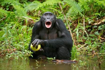 6-bonobo bouche ouverte_Emilie Genty.jpg