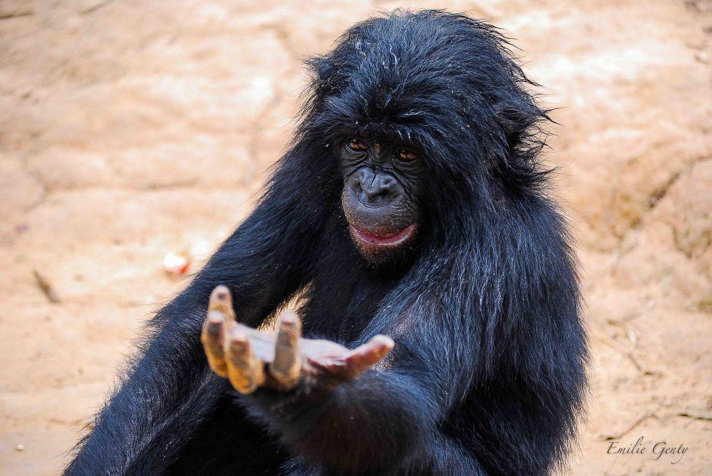 bonobo gesture