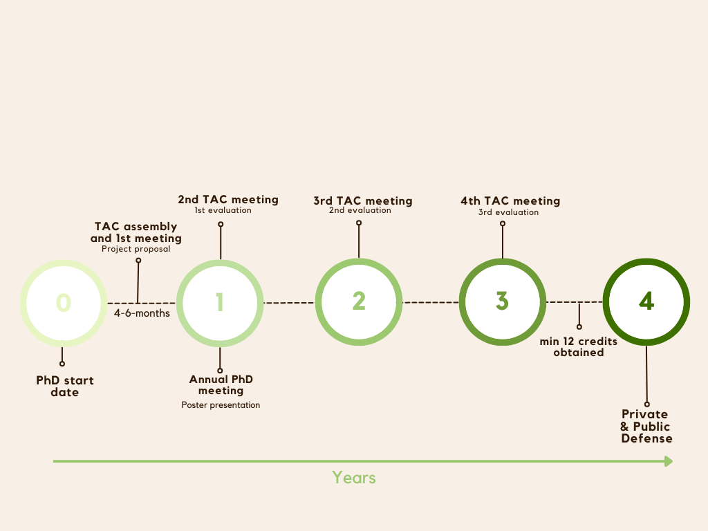 PhD timeline updated.png