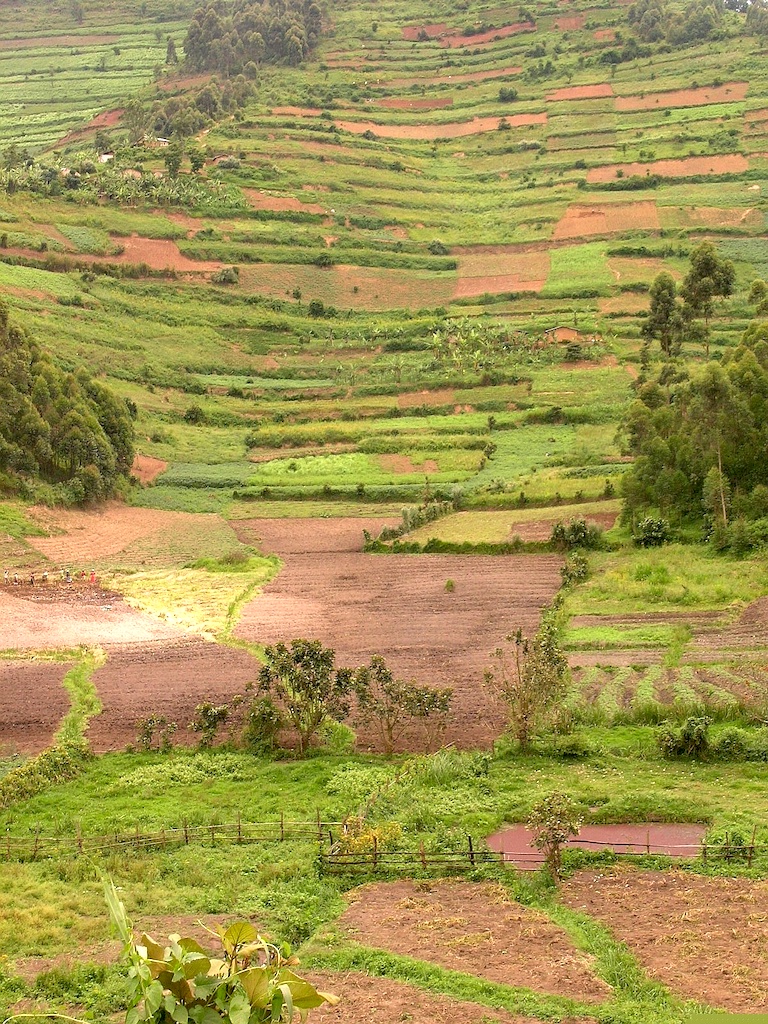 Fields up hill towards Kisoro