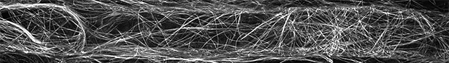 Microtubules__website_Vermeer.jpg