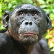 Singe Bonobo