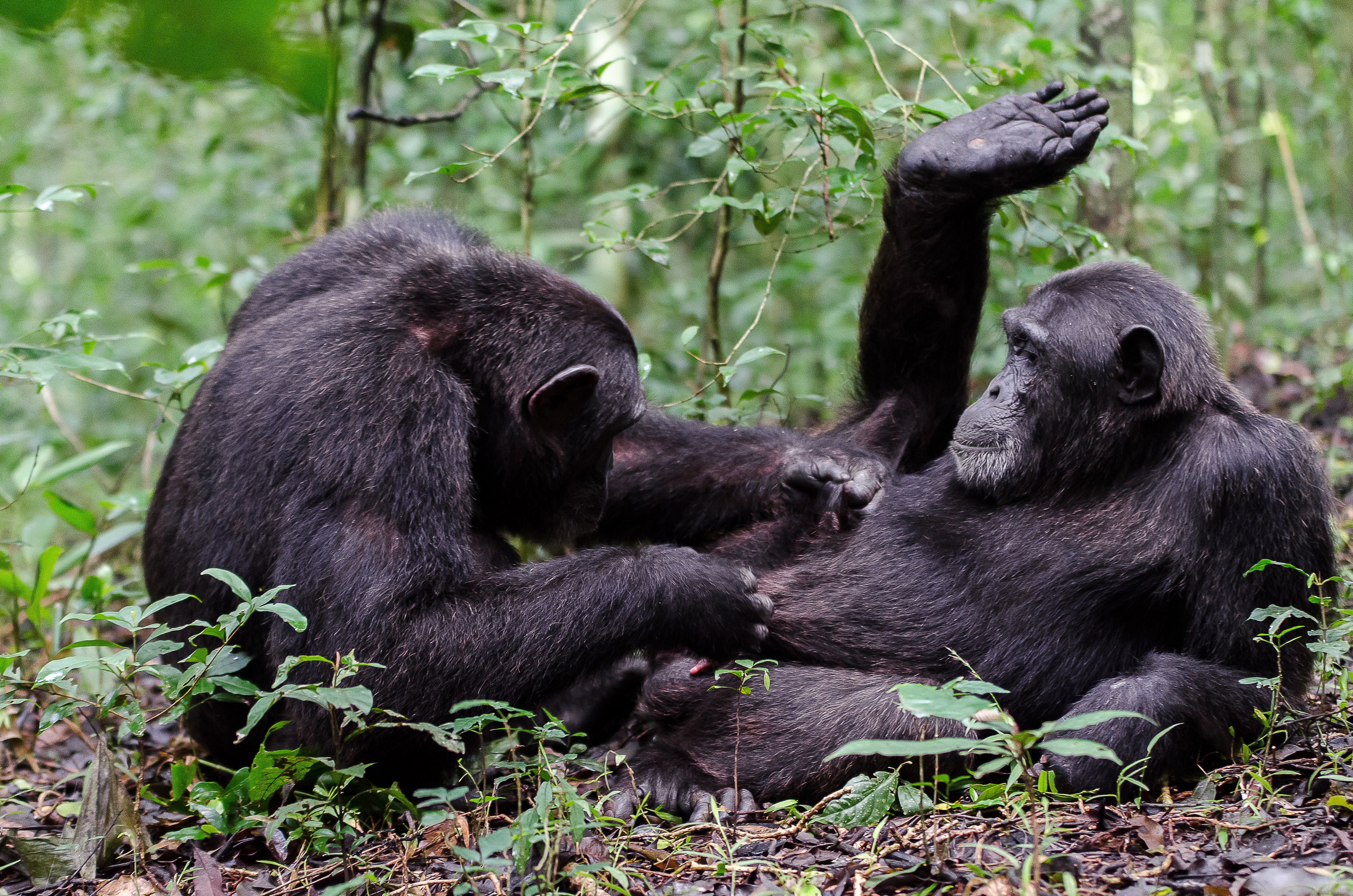 Спаривание 18. Бонобо обезьяна. Шимпанзе бонобо. Бонобо спариваются. Обезьяны бонобо спариваются.