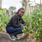 Phthorimaea absoluta in Kenya